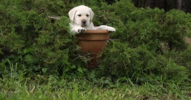 Sarı Labrador Retriever, Yavru Köpek Bir Saksıda Oynuyor, Normandiya, Yavaş Hareket 4k