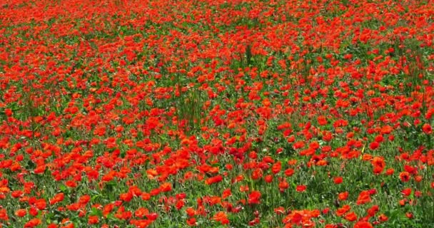 Mohnfeld Papaver Rhoeas Blühend Wind Normandie Frankreich Zeitlupe — Stockvideo