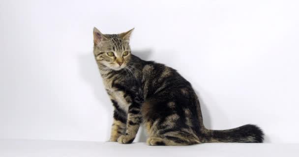 Brown Tabby Domestic Cat Pussy Sitting White Background Slow Motion — Stock Video