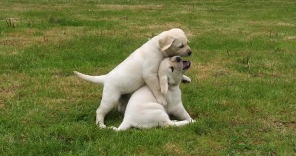 Amarillo Labrador Retriever Cachorros Jugando Césped Normandía Francia Cámara Lenta — Vídeo de stock