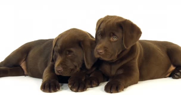 Brown Labrador Retriever, Chiots sur fond blanc, Normandie, Ralenti 4K 