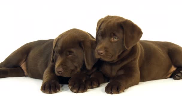 Kahverengi Labrador Retriever Beyaz Arkaplanda Yavrular Normandiya Yavaş Hareket — Stok video