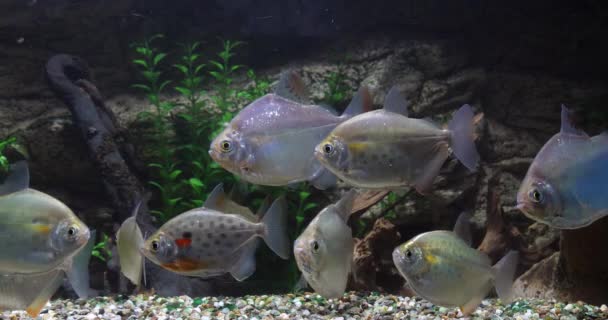 Spotted Silver Dollar Metynnis Maculatus Freshwater Aquarium Fishes Slow Motion — стокове відео