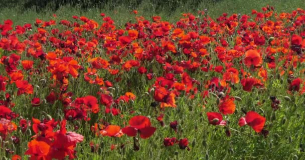 Mák Pole Papaver Rhoeas Květu Blízkosti Šibeniku Chorvatsku Zpomalení — Stock video