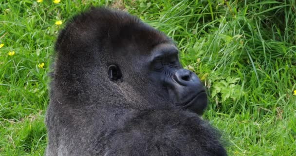 Östlicher Flachlandgorilla Gorilla Gorilla Graueri Porträt Eines Silberrücken Männchens Zeitlupe — Stockvideo