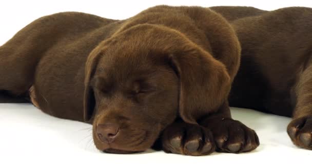 Brown Labrador Retriever Κουτάβια Λευκό Φόντο Νορμανδία Αργή Κίνηση — Αρχείο Βίντεο