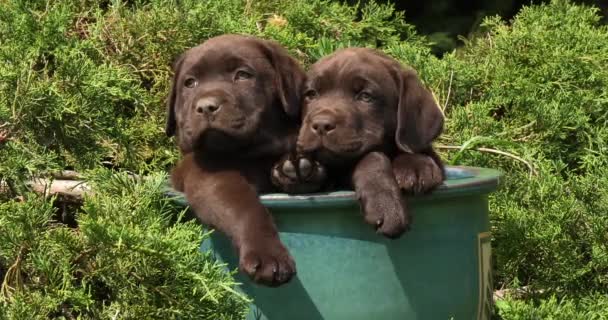 Brown Labrador Retriever Cachorros Jugando Maceta Bostezar Normandía Cámara Lenta — Vídeo de stock