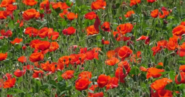 Poppies Mező Papaver Rhoeas Virágzó Szél Normandia Franciaországban Lassított Felvétel — Stock videók