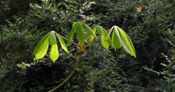 Viento Hojas Castaño Aesculus Hippocastanum Normandía Francia Cámara Lenta — Vídeo de stock