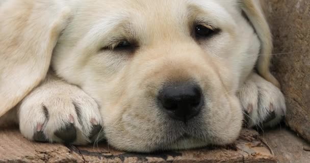 Labrador Retriever Cachorro Amarillo Durmiendo Una Carretilla Normandía Francia Cámara — Vídeos de Stock
