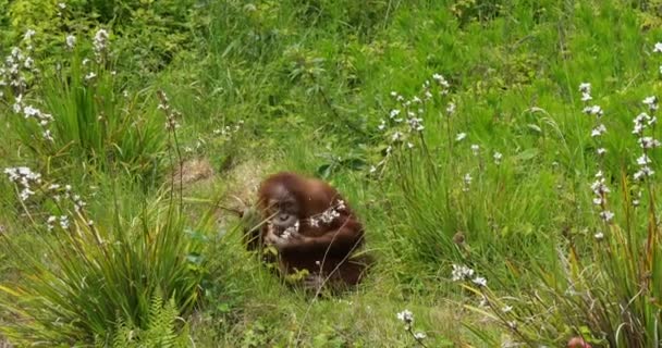 Orang Utan Pongo Pygmaeus Genç Bitki Örtüsü Yavaş Çekim — Stok video