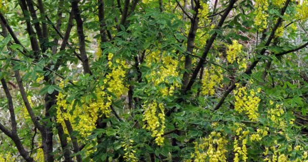 Gouden Kettingboom Laburnum Vulgare Bloei Voorjaar Normandië Frankrijk Slow Motion — Stockvideo