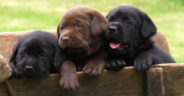 Cachorros Labrador Retriever Marrones Negros Una Carretilla Normandía Francia Slow — Vídeo de stock