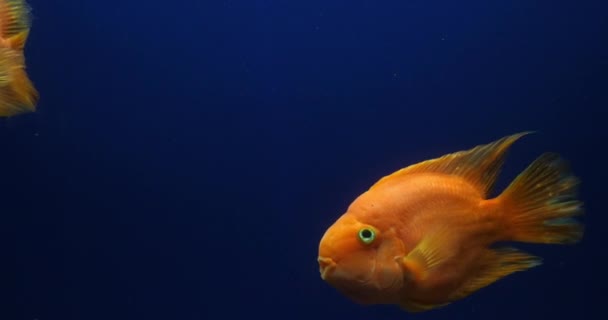 Midas Cichlid Amphilophus Citrinellus Fish Swimming Freshwater Aqua Slow Motion — стоковое видео