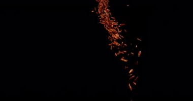 Cayenne Chili Pepper, capsicum frutescens, Black Fame 'e karşı düşen baharat, Slow Motion 4k