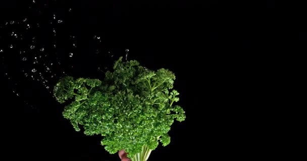 Friesian Parsley Petroselinum Crispum Water Splashing Black Background Slow Motion — стокове відео