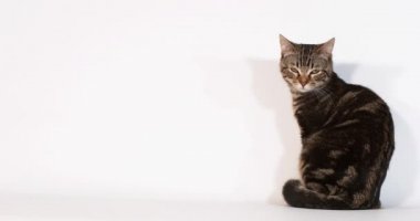 Hafif arka planda sevimli ev kedisi