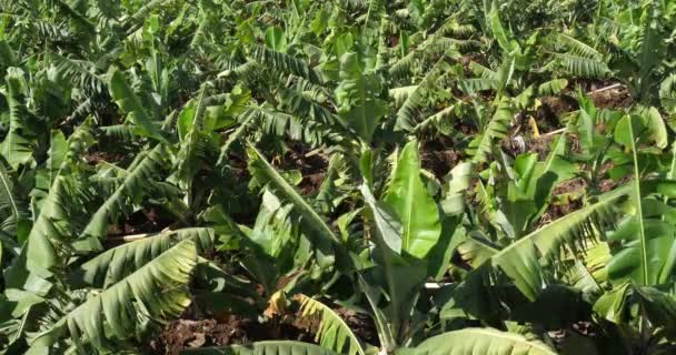 Bananplantage Canhas Distriktet Madeira Portugal Realtid — Stockvideo