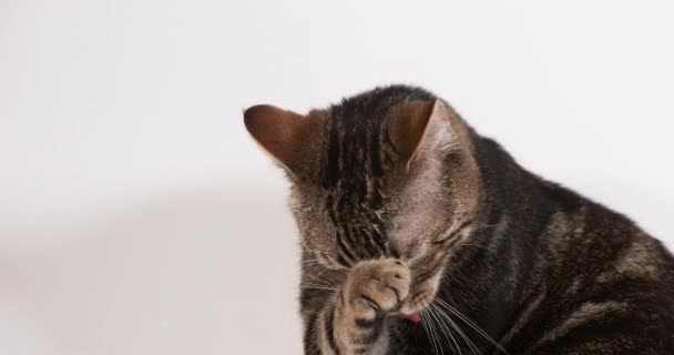 Lindo Gato Doméstico Contra Fondo Claro — Vídeo de stock