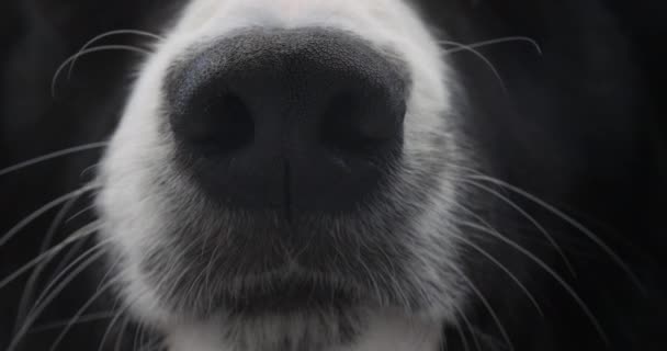 Nariz Perro Blanco Negro Cerca — Vídeos de Stock