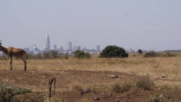Hartebeest Alcelaphus Buselaphus Adult Standing Savanna Masai Mara Park Nirobi — ストック動画