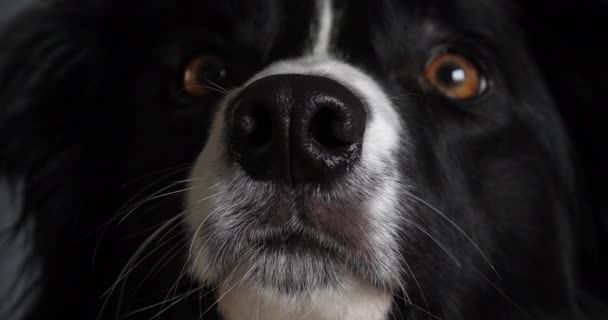黑白相间的狗鼻子紧闭着 — 图库视频影像