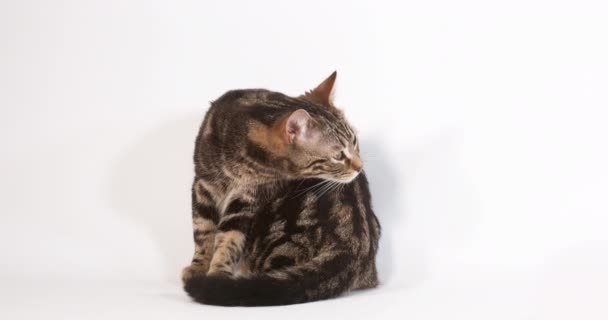 Cute Domestic Cat Light Background — Stock Video