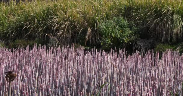 Lavander Fält Scenisk — Stockvideo