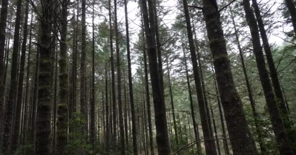 Ribeiro Frio Yakınlarındaki Orman Portekiz Deki Madeira Adası Makara Saati — Stok video