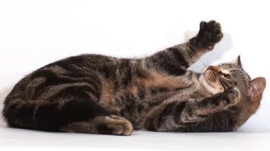 Kahverengi Tekir Kedi Beyaz Arkaplan 'a Karşı Oynuyor, Yavaş Çekim