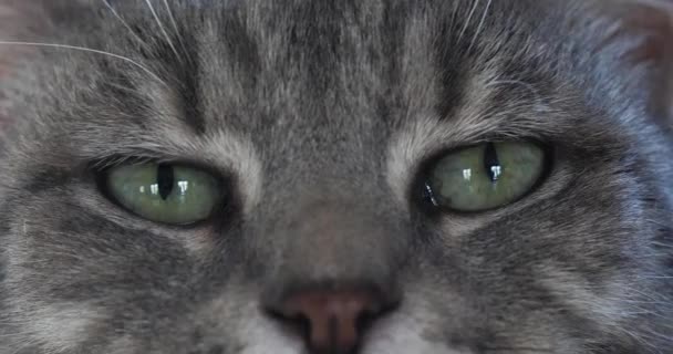 Zbliżenie Słodkie Domowe Kot Twarz — Wideo stockowe