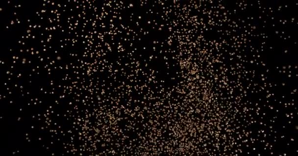 コリアンダー コリアンドラムサティビウム 黒の背景に落ちる種 スローモーション4K — ストック動画