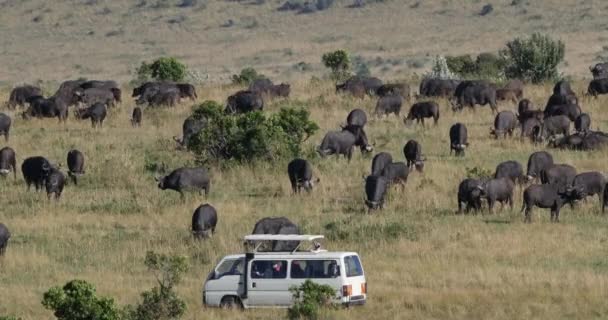 Escursione Safari Park Auto — Video Stock