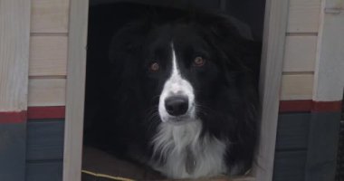 Hudut Köpeği Köpek Evi 'nde, erkek, Picardy Fransa' da, Real Time 4k