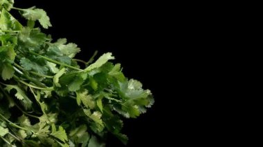 Kişniş, kişniş satium, Siyah Arkaplan 'a karşı taze otlar, Yavaş Hareket