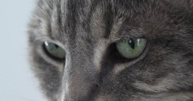 Sevimli kedi suratını kapat. 