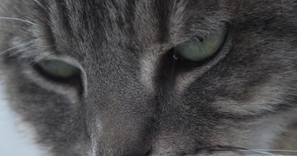 Крупним Планом Милий Домашній Кіт Обличчя — стокове відео