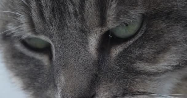 gros plan de mignon chat domestique visage  