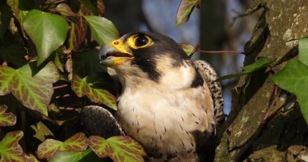 Vogel Auf Dem Baum Aus Nächster Nähe — Stockvideo