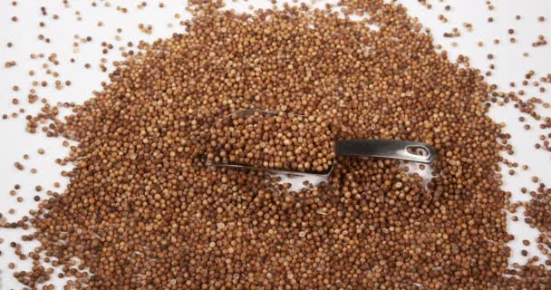 Coriander Seeds Falling Close — Stock Video