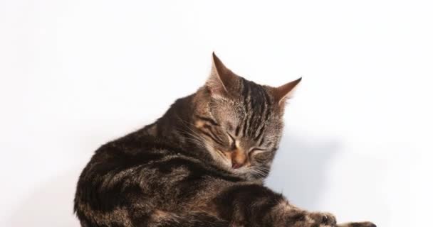 Lindo Gato Doméstico Contra Fondo Claro — Vídeos de Stock