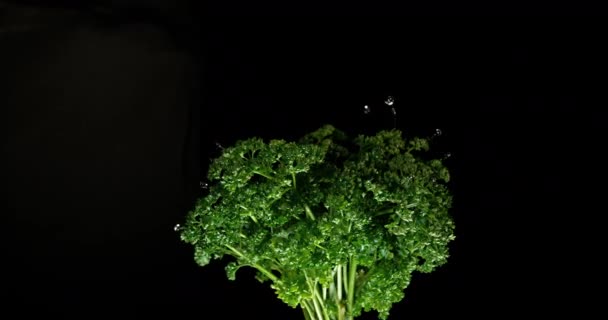 Cilantro Sobre Fondo Oscuro Cerca — Vídeo de stock