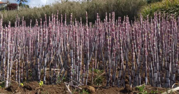 Pemandangan Lavander Field — Stok Video