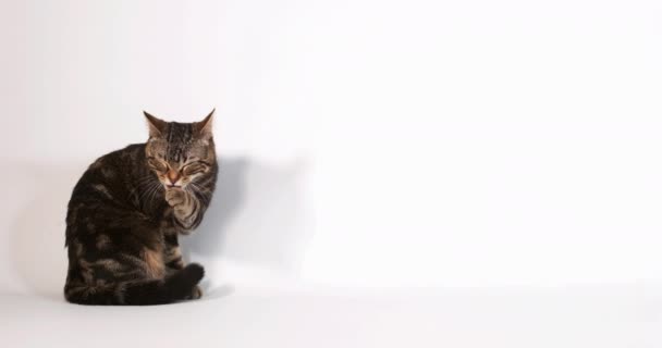 光を背景に可愛い国内猫 — ストック動画