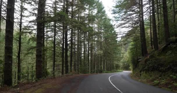 Straße Wald Mit Hohen Kiefern — Stockvideo