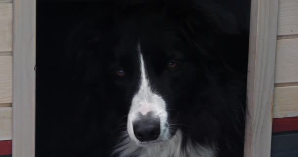 Black White Dog Nose Close — Stock Video