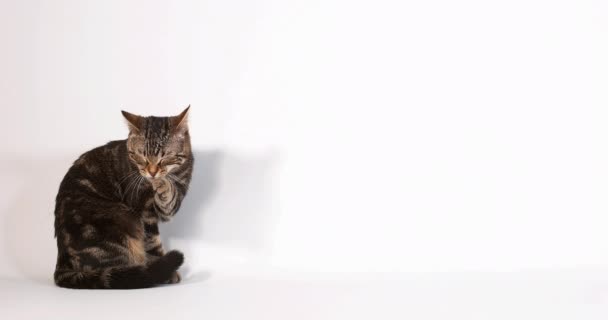 Bonito Doméstico Gato Contra Luz Fundo — Vídeo de Stock