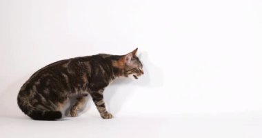 Hafif arka planda sevimli ev kedisi