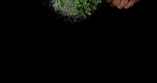 Friesian Parsley Petroselinum Crispum Water Splashing Black Background Slow Motion — стокове відео