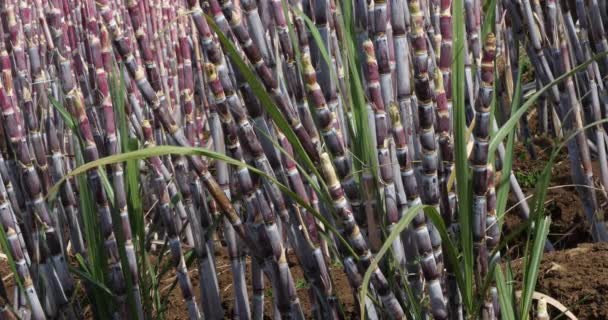 Zuckerrohrfeld Canhas Distrikt Insel Madeira Portugal Echtzeit — Stockvideo